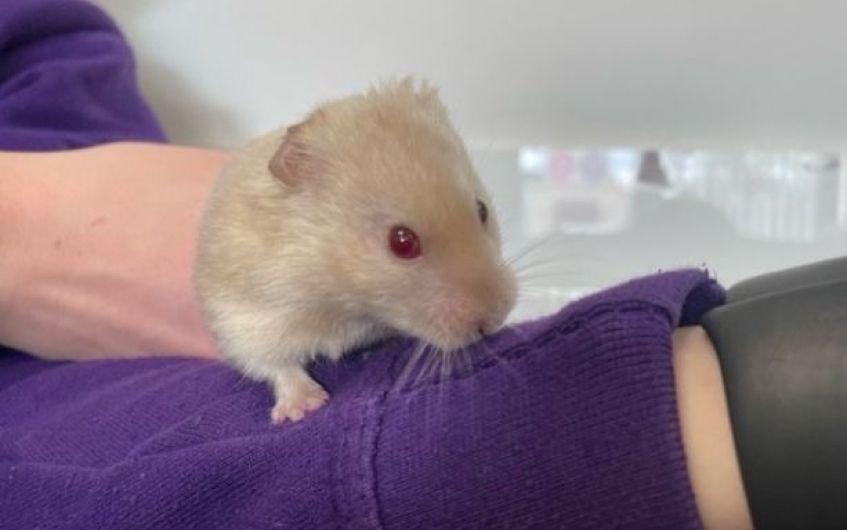 Handsome Ayrshire hamster on lookout for new home
