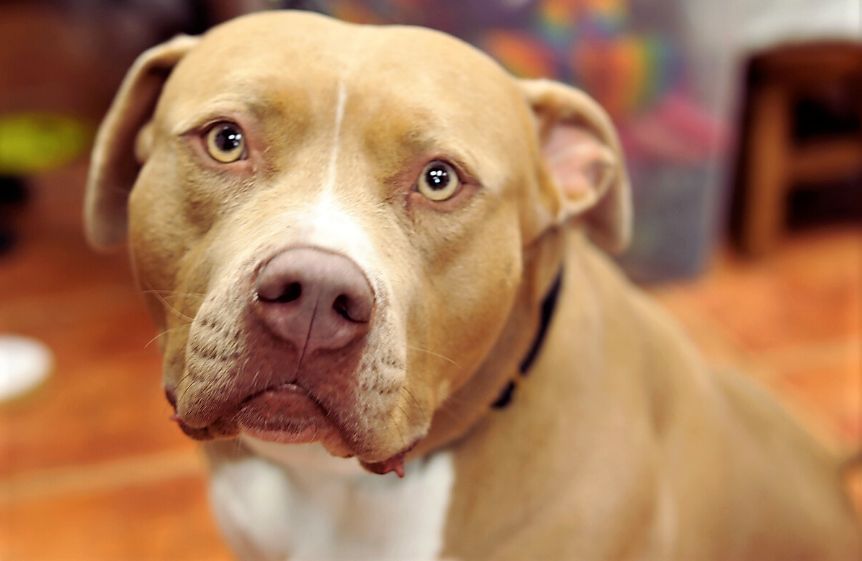 Mold launches pet-friendly shopping to boost visitor numbers
