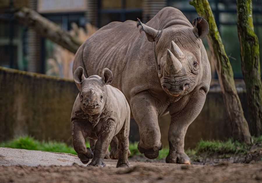 Chester Zoo to hold virtual tour this morning to mark British Science Week