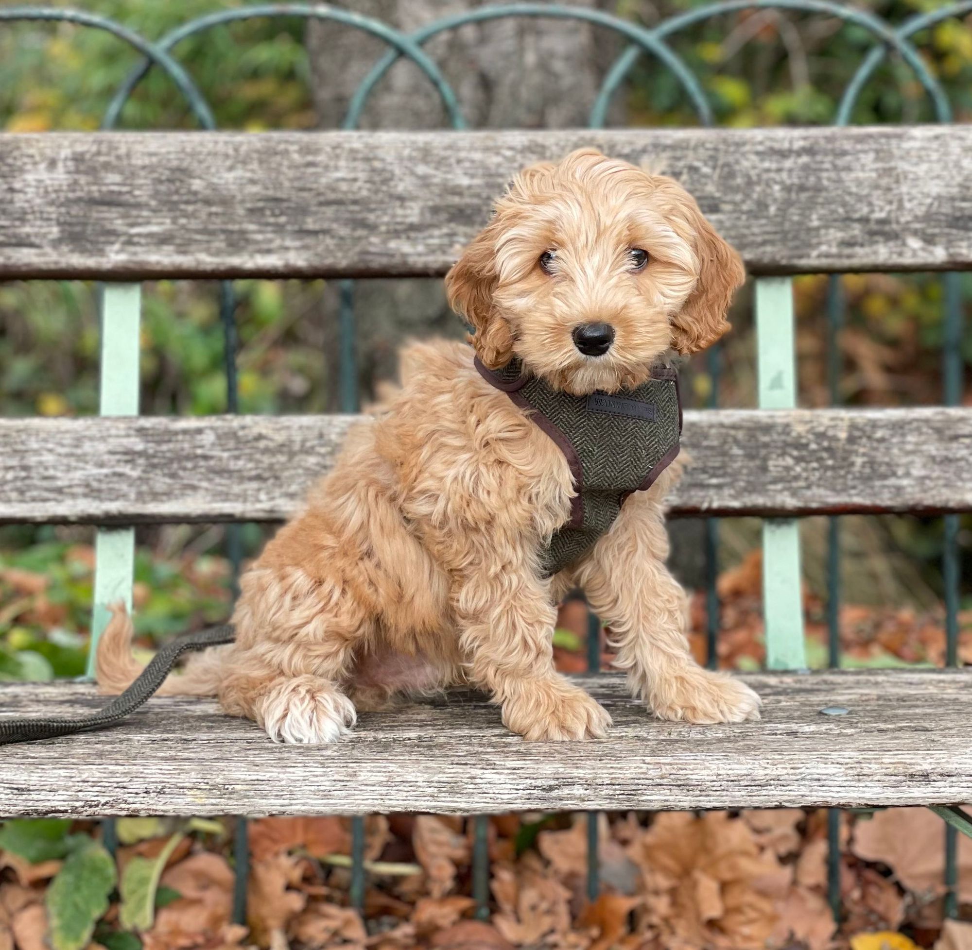 North West Puppy owners asked to help for a Royal Veterinary College survey