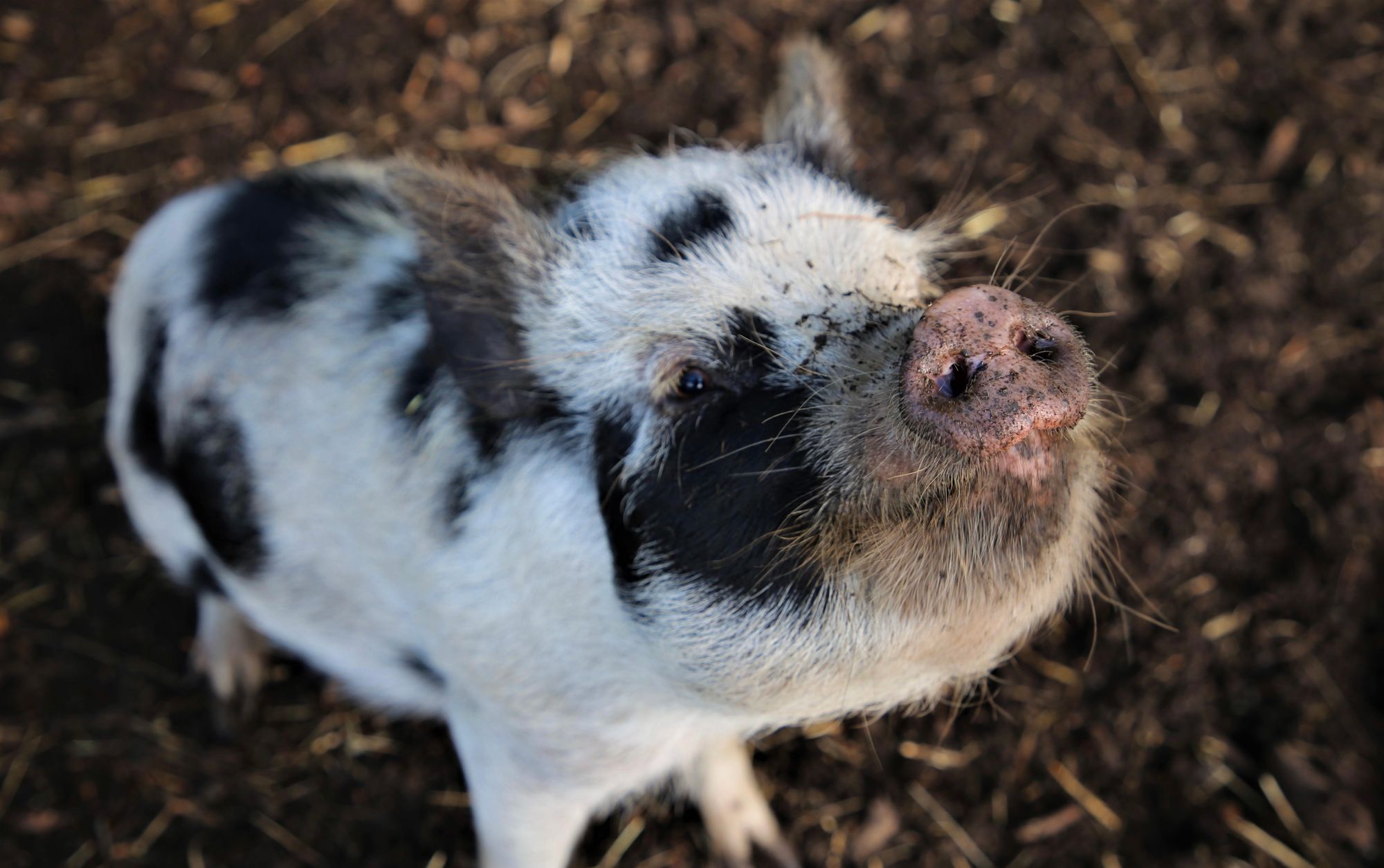 Amersham micropig breeder launches campaign to place pigs in schools