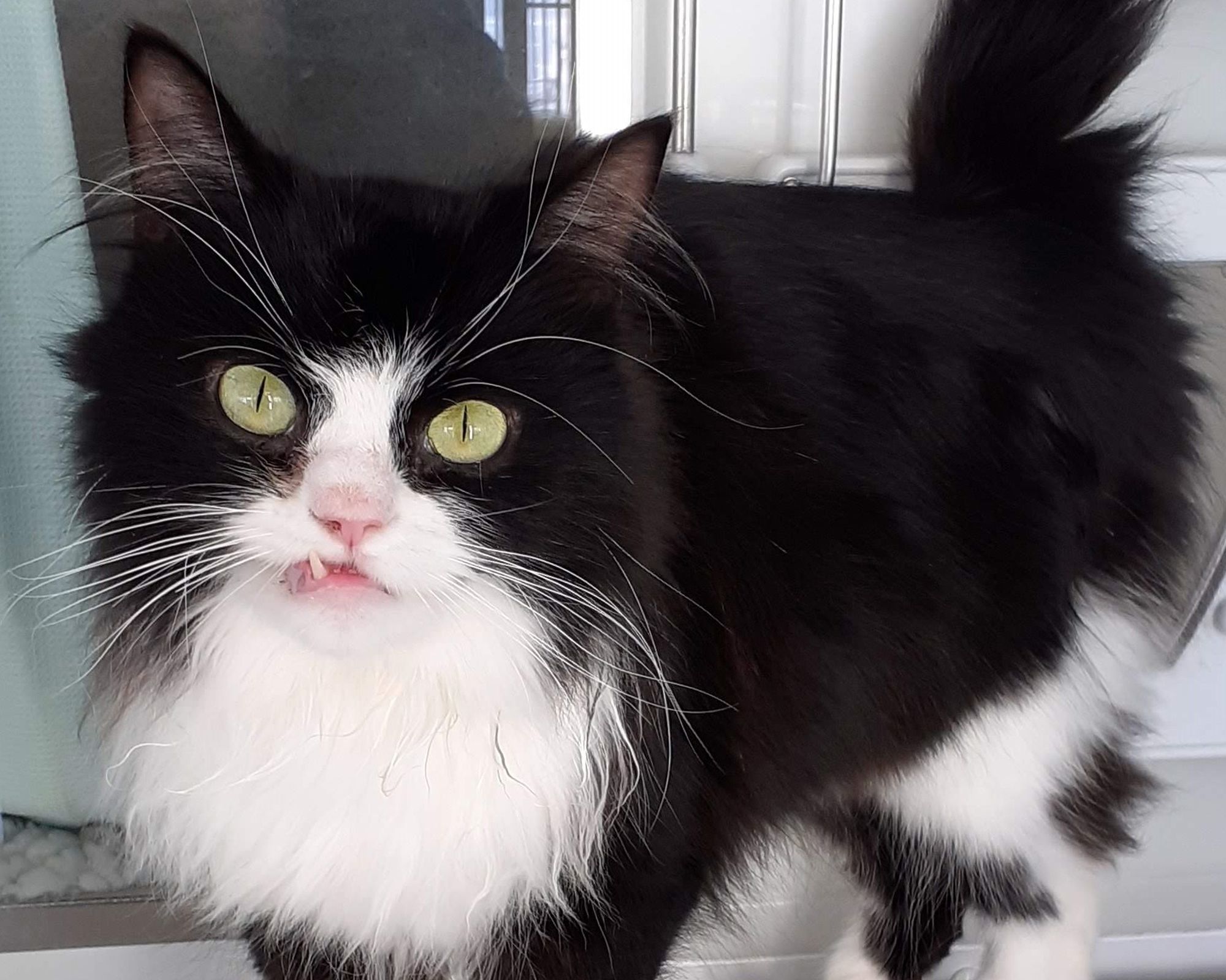 Hereford rescue centre searching for loving home for a wonky-jawed cat with heartbreaking past