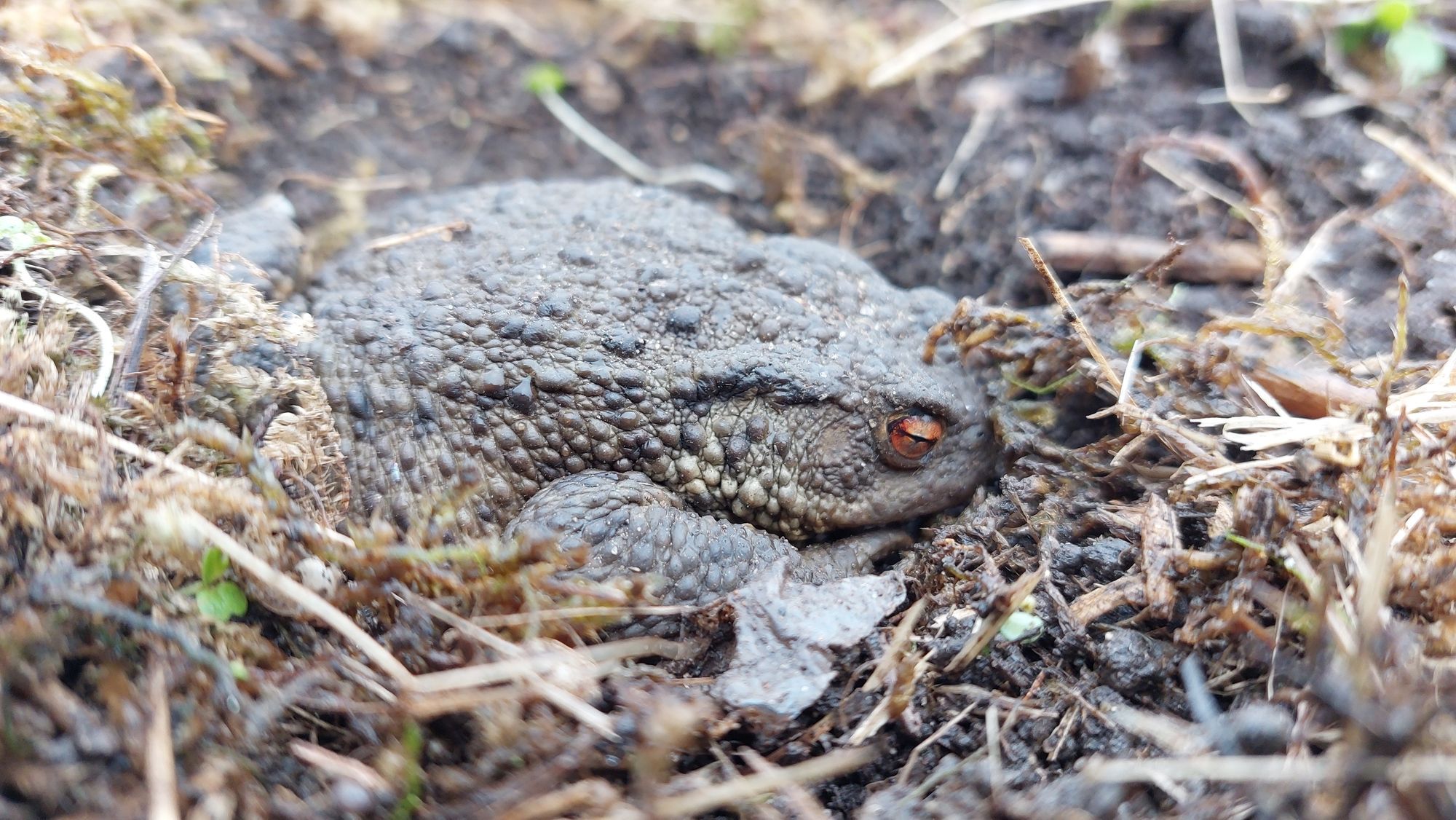 Spring and spawning: The emerging of amazing amphibians at King's Meads