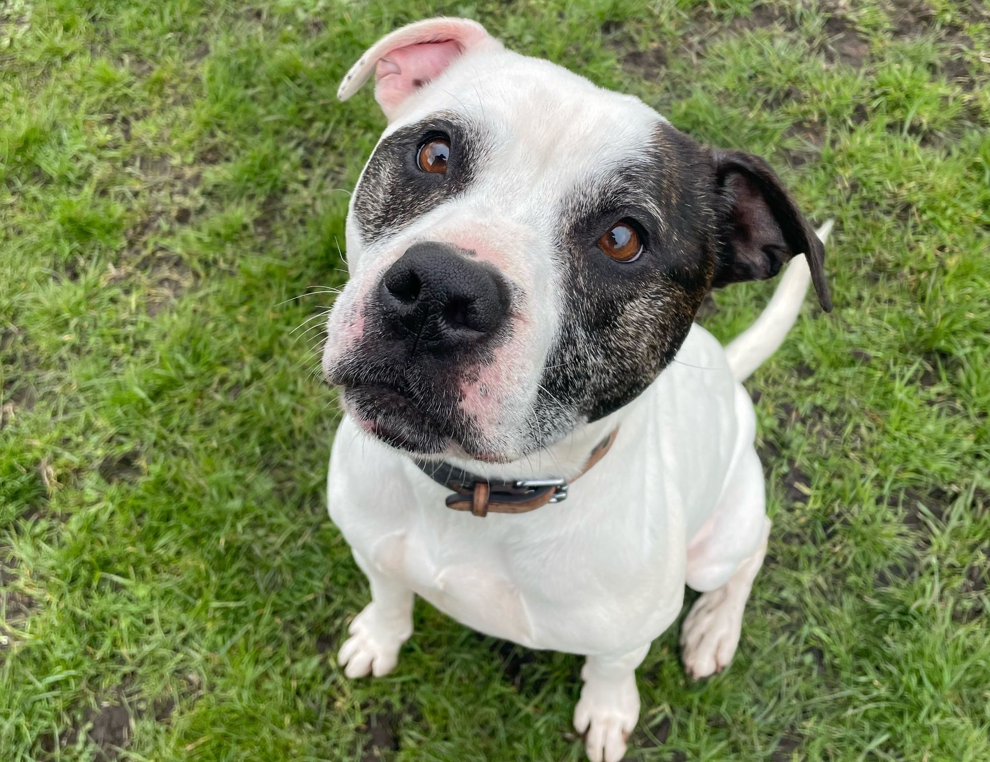 RSPCA column: Could you give Max, Alexa, Kel or Penny their forever home?