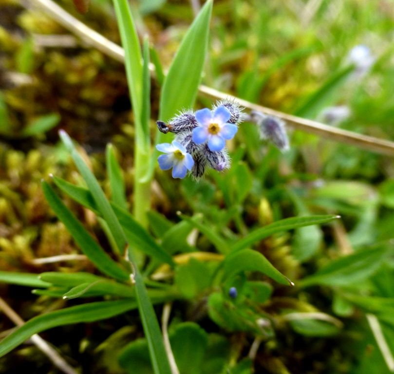 Sefton Coast column: 'The glories of spring and summer on the coast are just around the corner'