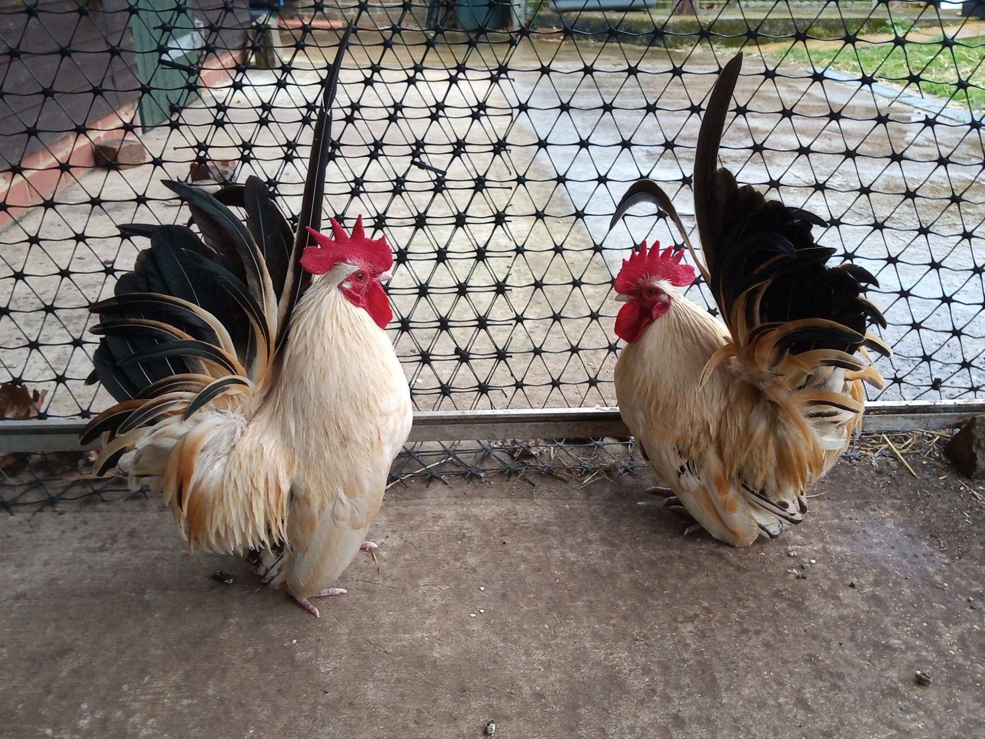 Cluckle Brothers Paul and Barry are two abandoned cockerels looking for a home