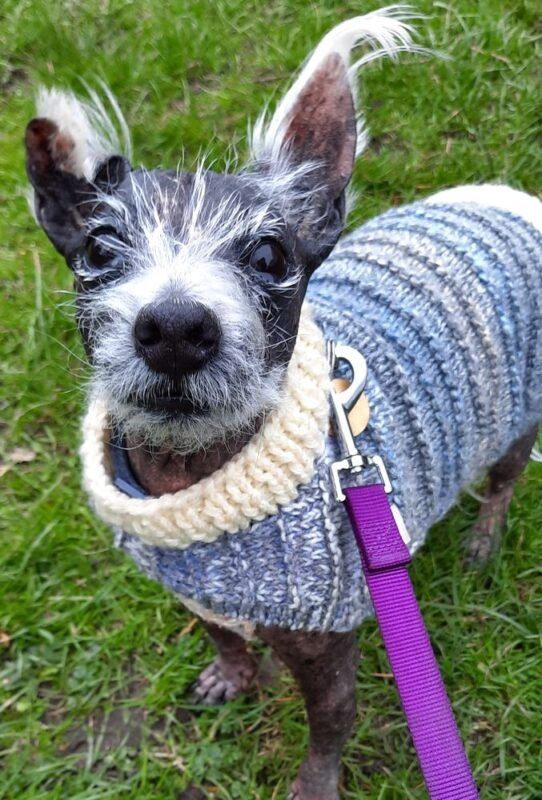 Pooch waits more than 400 days for a loving home