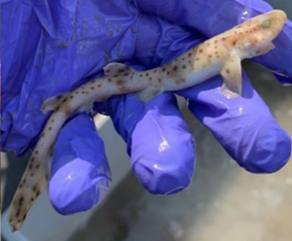 Surveys show biodiversity is thriving at Port of Dover