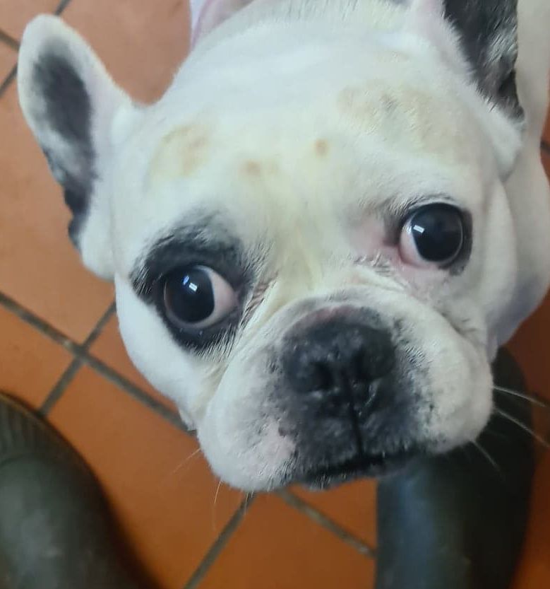RSPCA appeal to find person who abandoned Frenchie Bruce with horrific scalding burns in Preston
