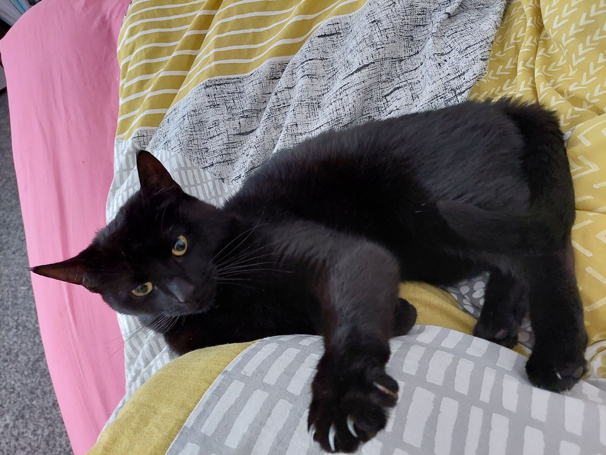 Beloved family cat from London makes miracle recovery following an accident
