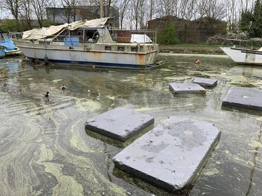 Concerns over swans 'eating polystyrene from building site' in Widnes