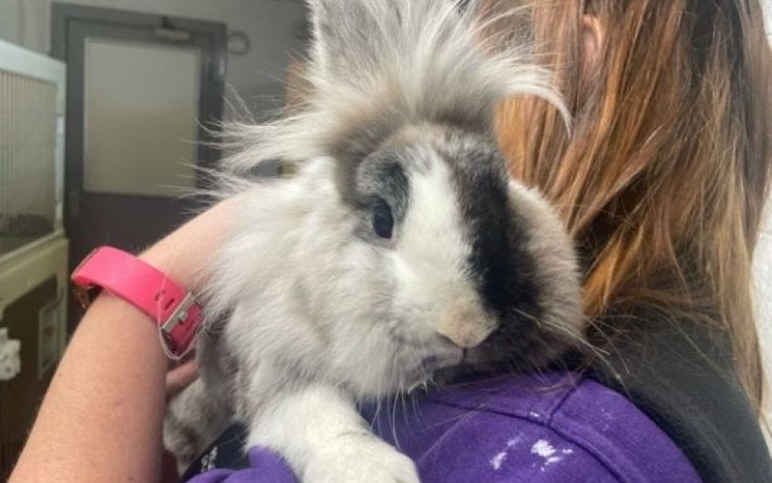South Ayrshire rabbits looking to be rehomed together