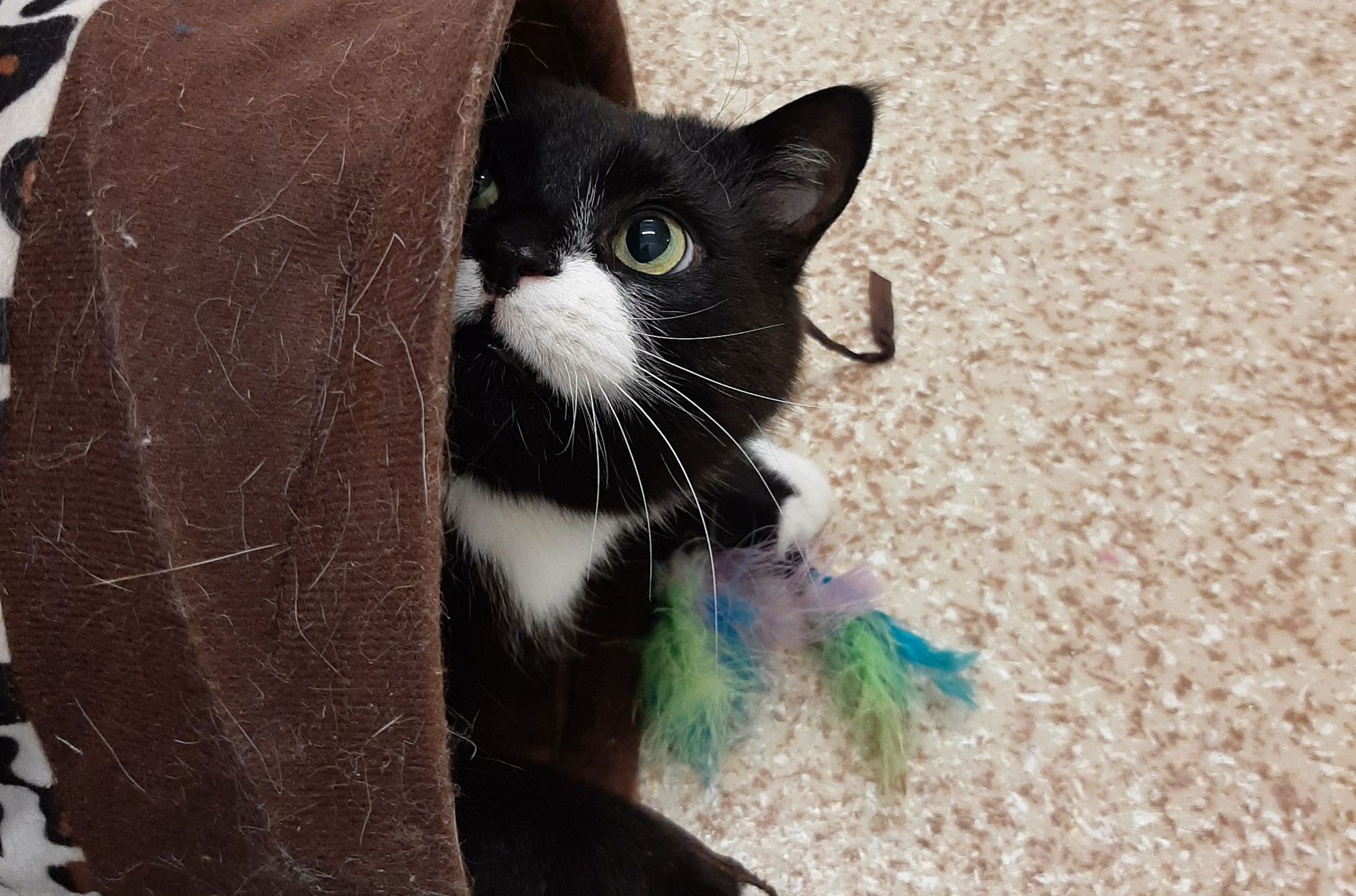 Oldham RSPCA branch urges people to consider fostering