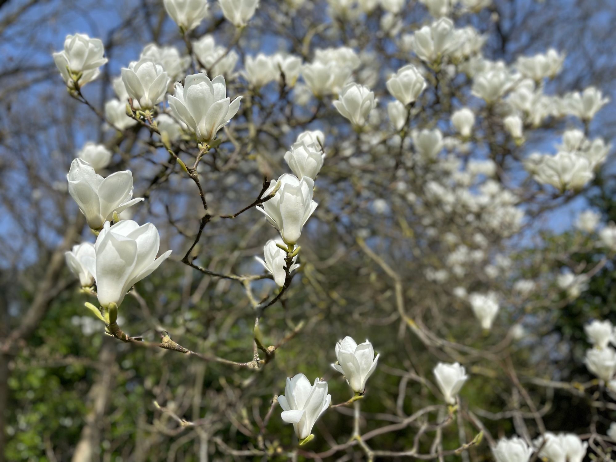 Magnificent magnolias at Sevenoaks garden