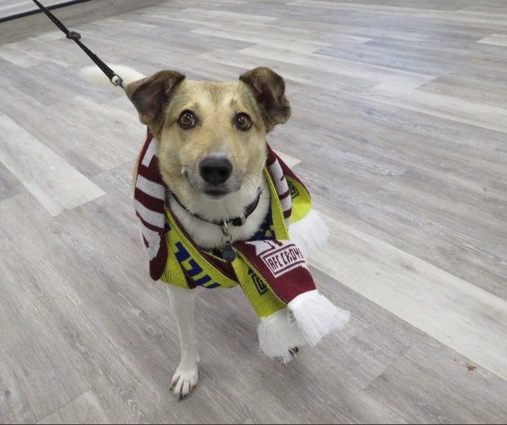 AFC Croydon Athletic to host Non-League Dog Day against Farnham Town