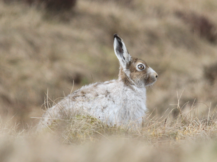 Mountain hare population declining across the Peak District
