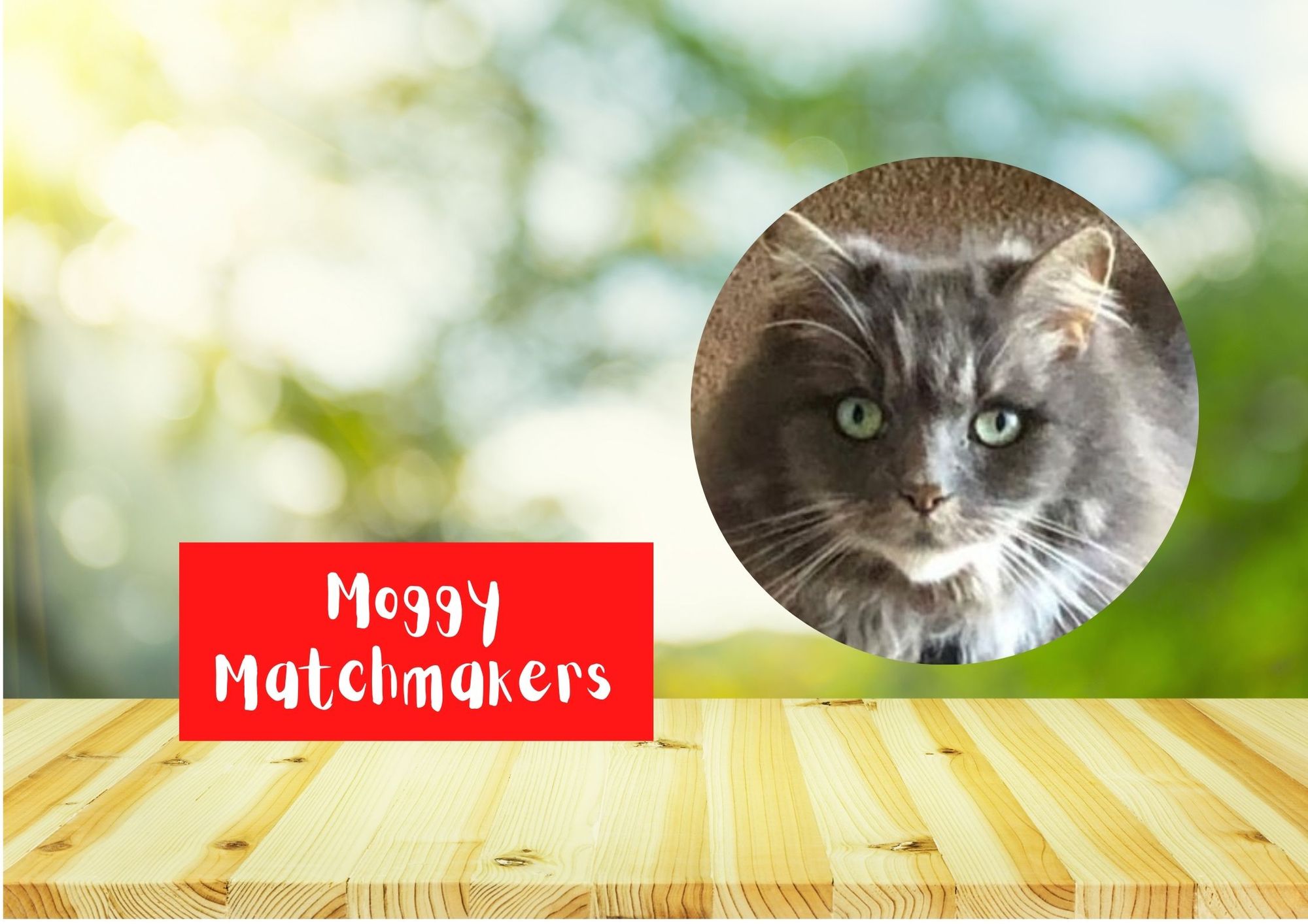 Moggy Matchmakers: Do you have the right home for Belle?