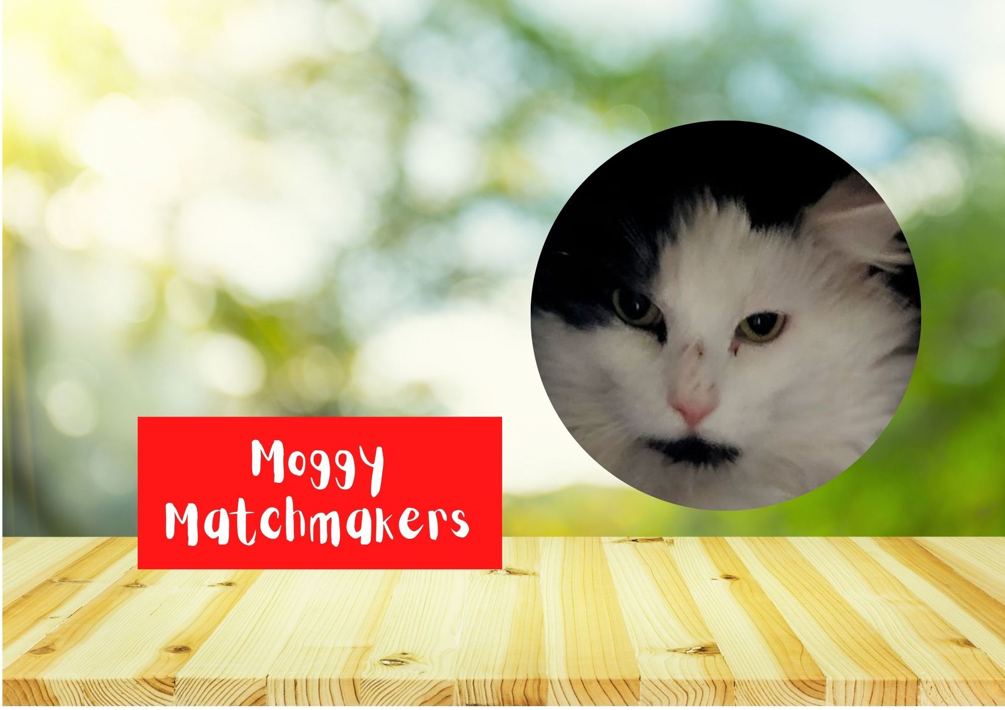 Moggy Matchmakers: Do you have the right home for Pretty Boy?