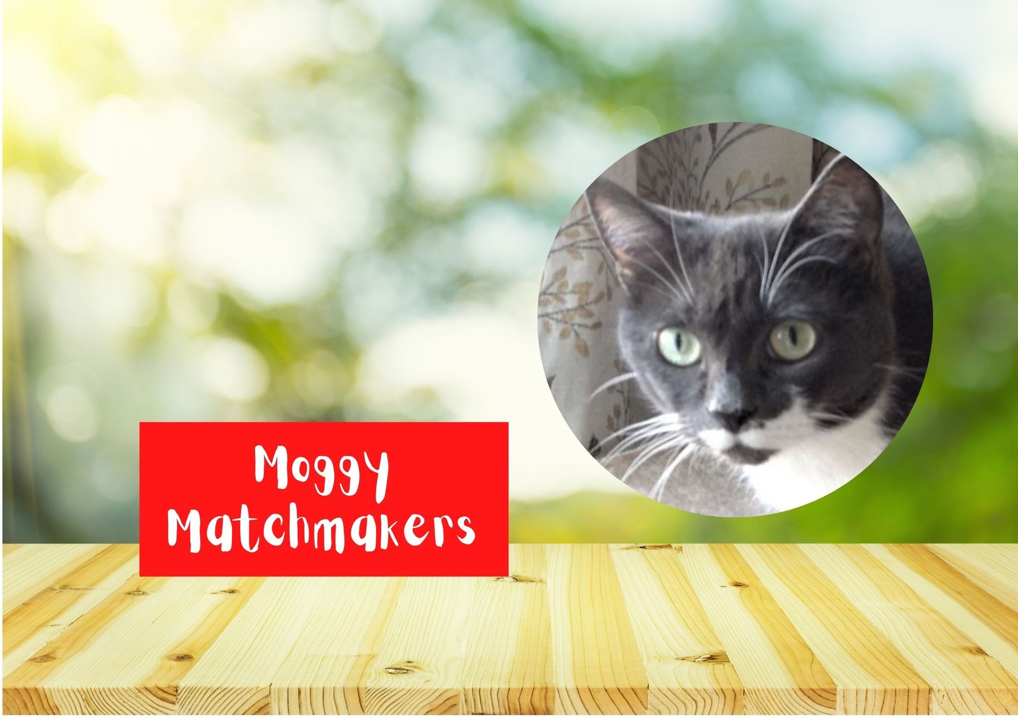 Moggy Matchmakers: Do you have the right home for Skye?