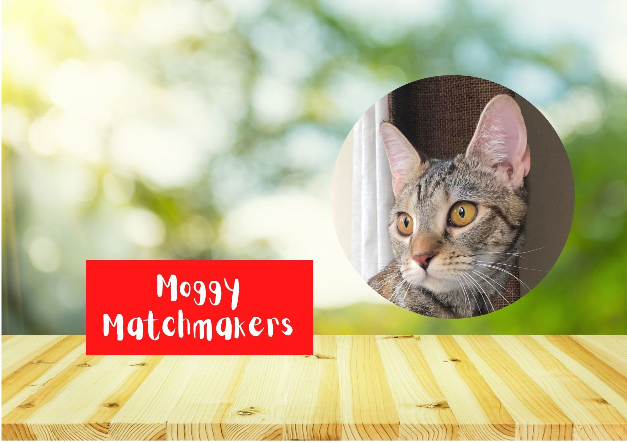 Moggy Matchmakers: Do you have the right home for Neve?