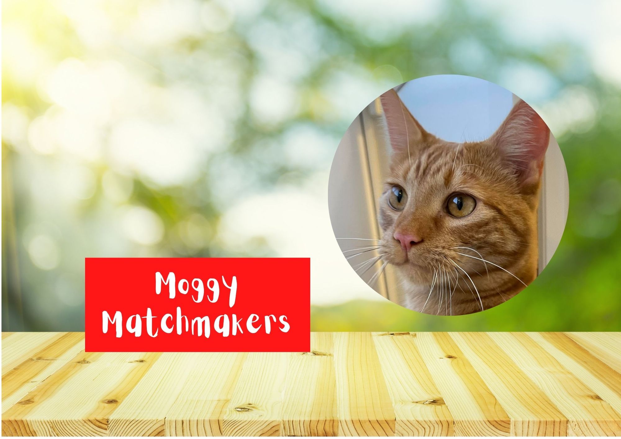 Moggy Matchmakers: Do you have the right home for George?