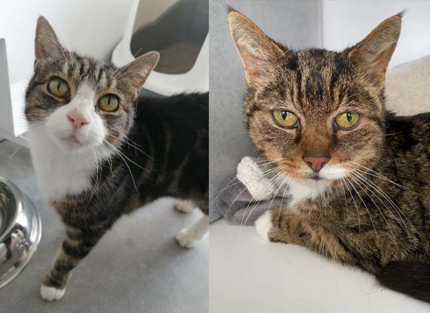 Woodlands Animal Sanctuary: Annie and Kitkat are looking for their furever home