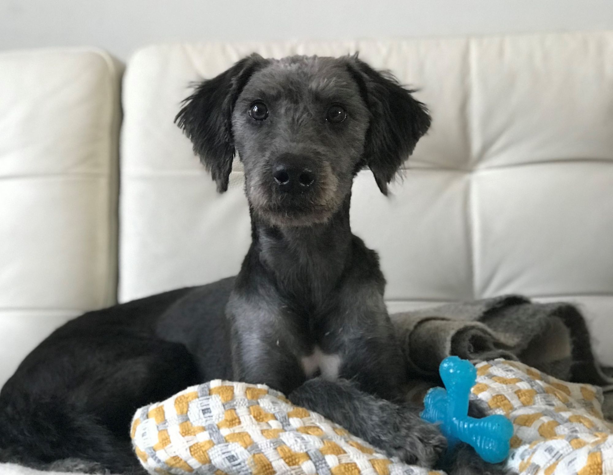 Dog owners warned over outbreak of deadly parvovirus