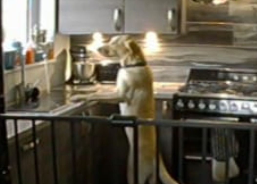 Dog turning on kitchen tap among more unusual canine-related insurance claims