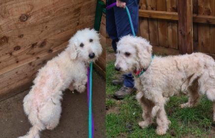 RSPCA staff in tears as Poodles who'd spent life in crates find new homes