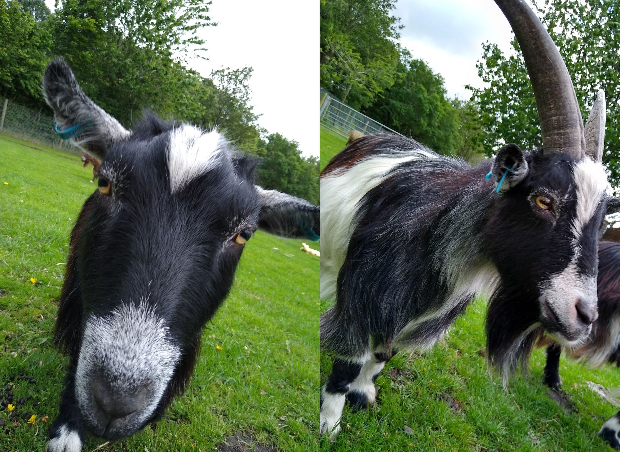 Bert and Ernie keep the team at Woodlands Animal Sanctuary on their toes