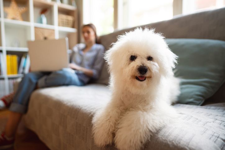 RSPCA Cymru is calling for an end to blanket bans on keeping pets in rented accommodation