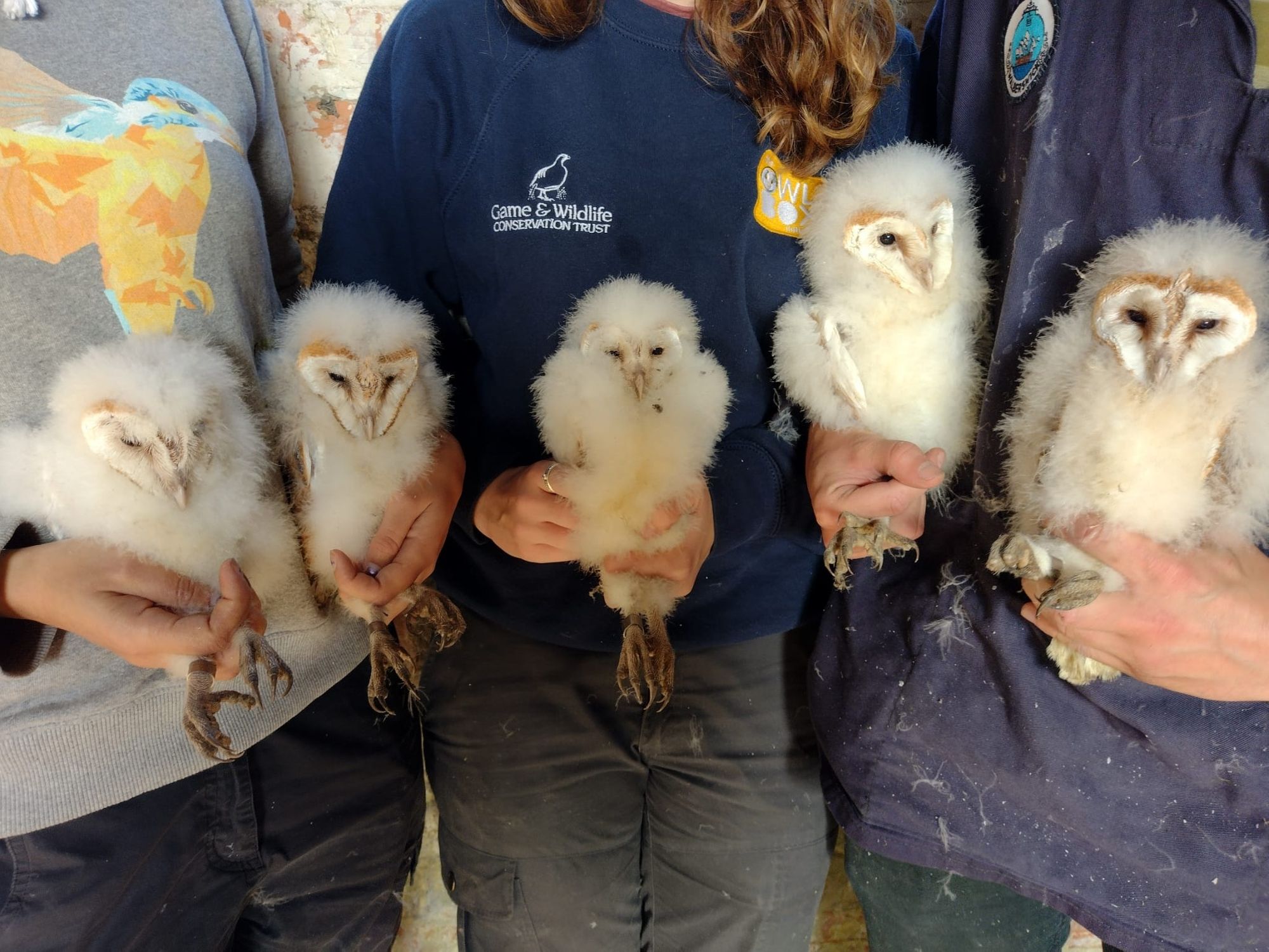 New homes for barn owls thanks to Hampshire students and the GWCT