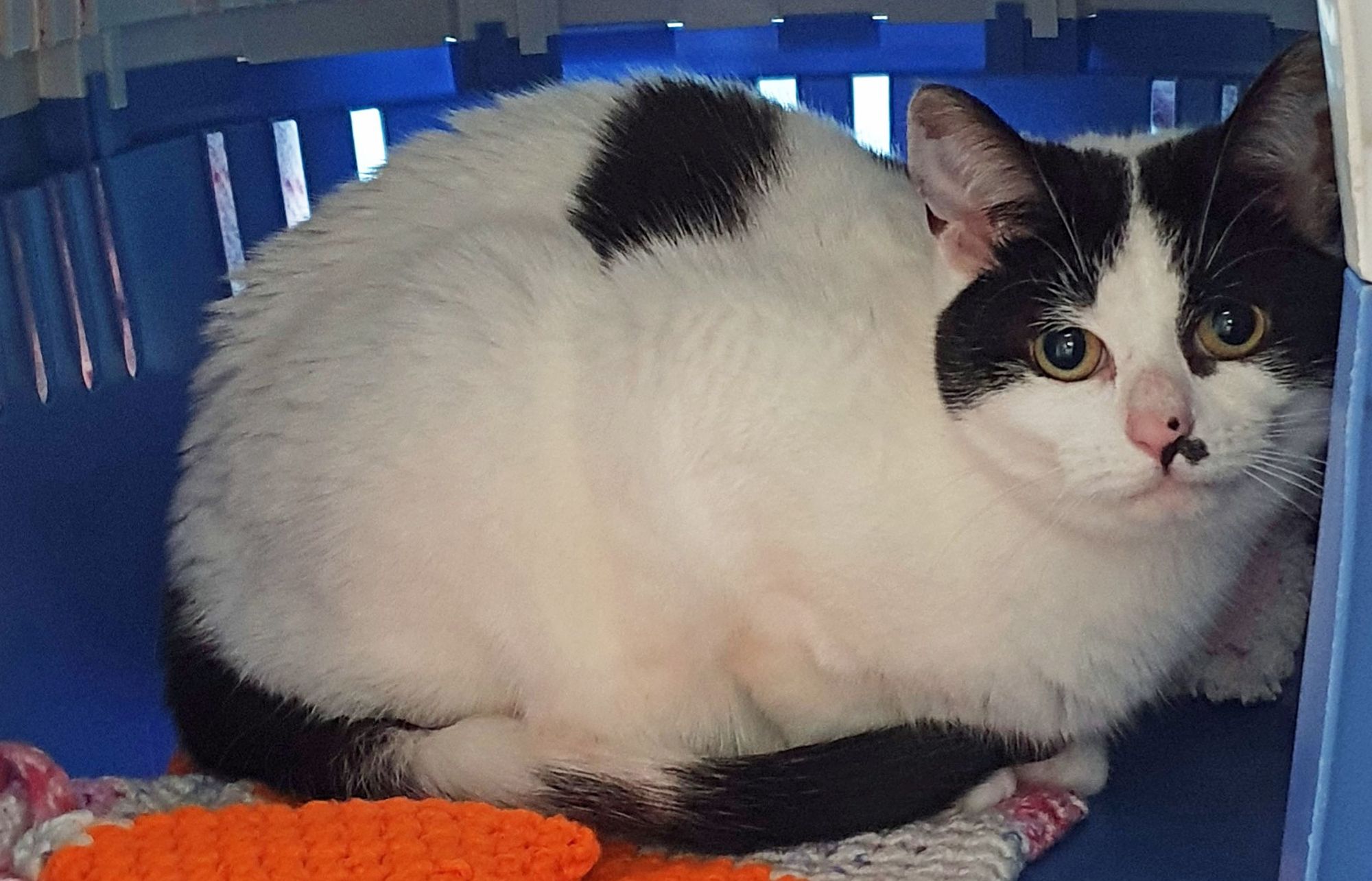 Gateshead cat centre urges people to consider adoption