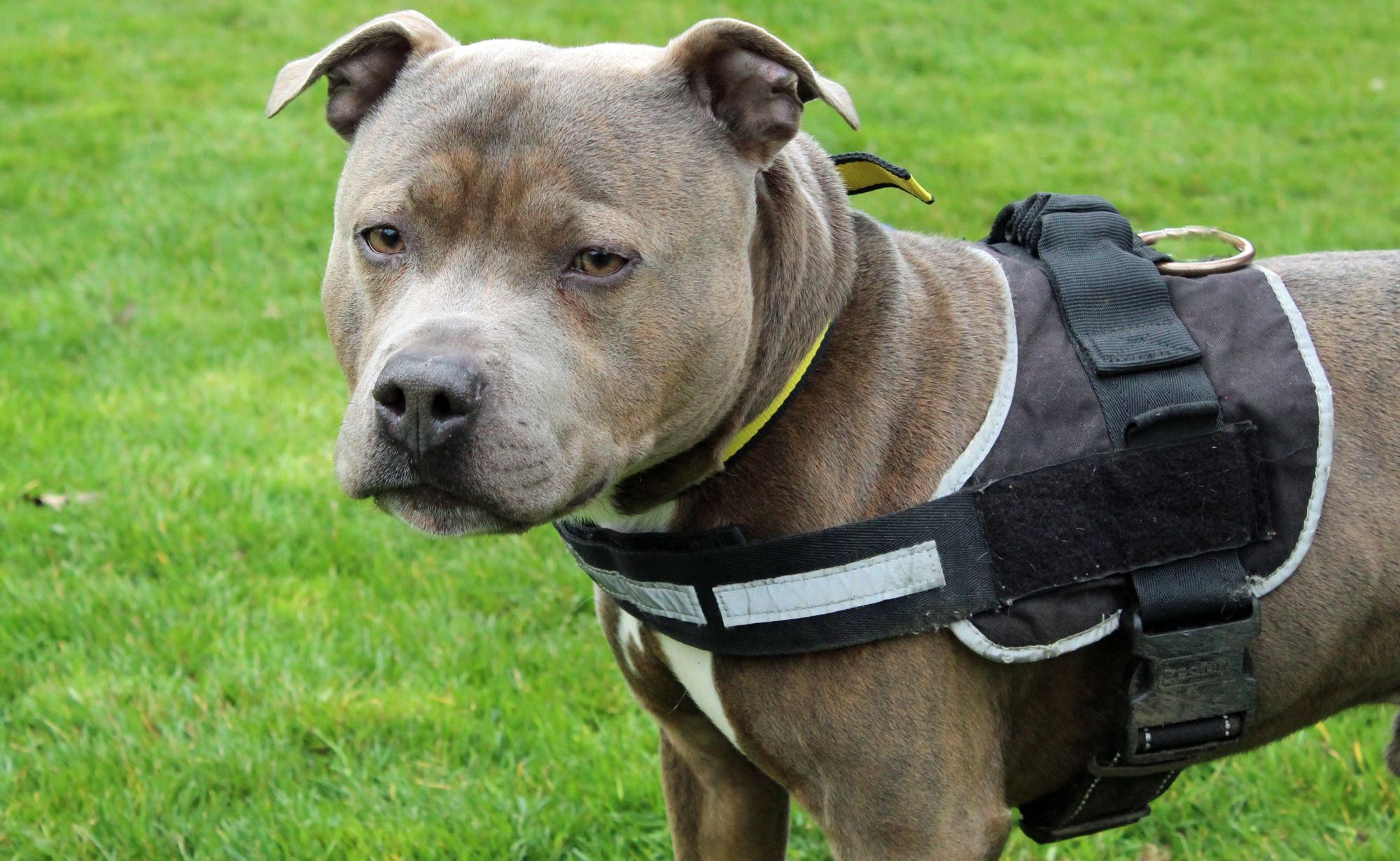 Huyton-based animal rescue centre on the hunt for a new family for their latest resident