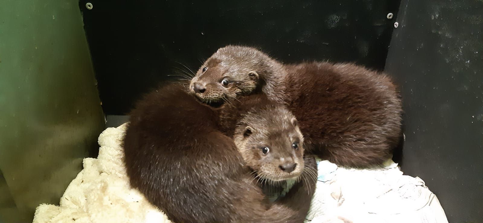 Public invited to help name orphaned otters in search of new home