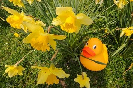Martin Mere column: Go quackers for GIANT Duck Trail this Easter
