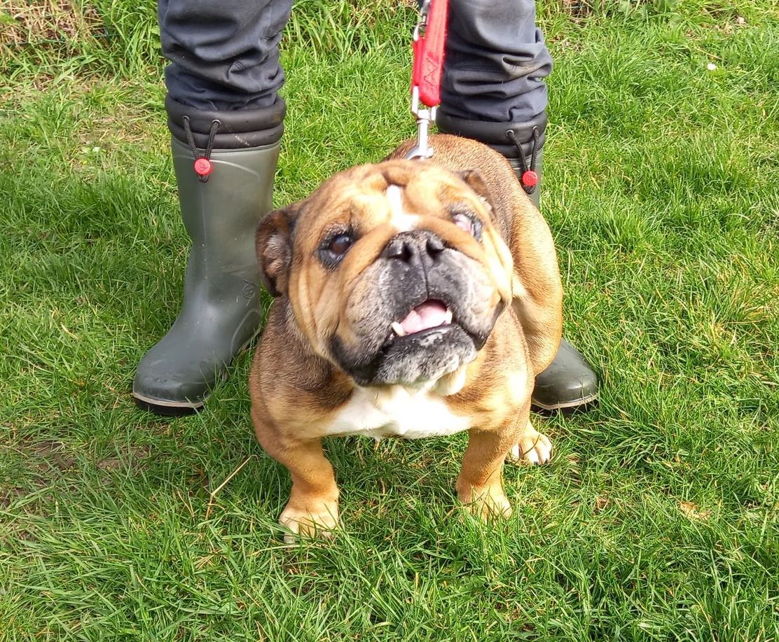 Fundraising appeal launched to pay for major surgery to help bulldog breathe