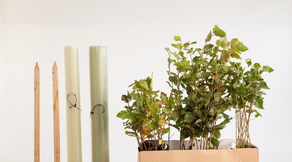 East Midlands groups receive 40,000 saplings under Woodland Trust tree-pack scheme