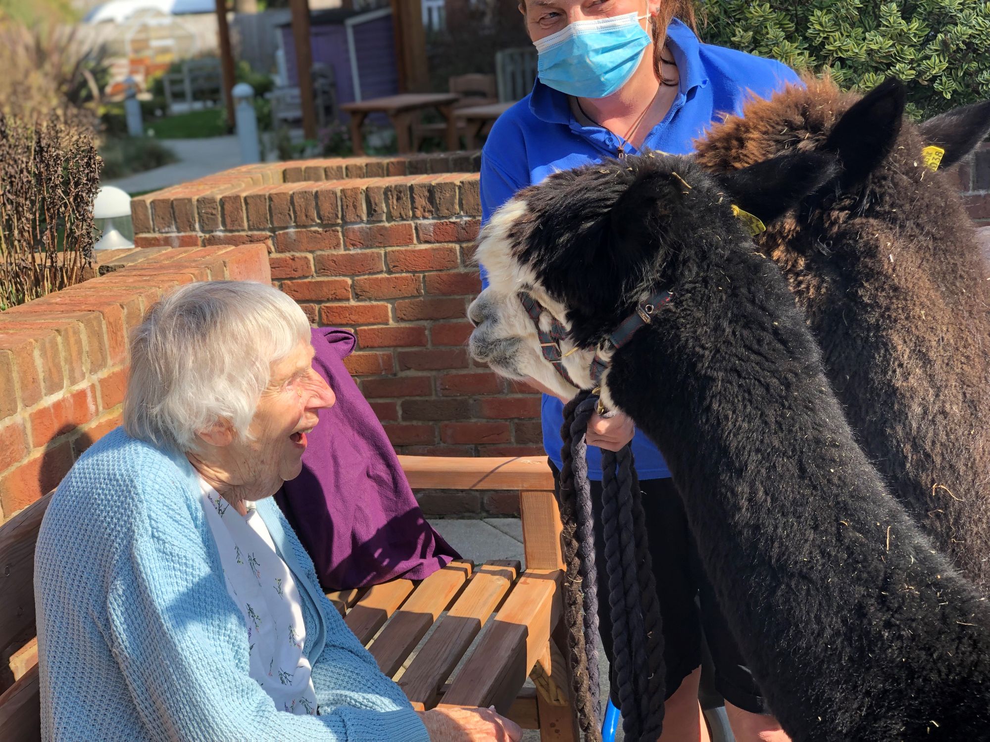 Dorset care home enjoys visit from a herd of fluffy four-legged friends