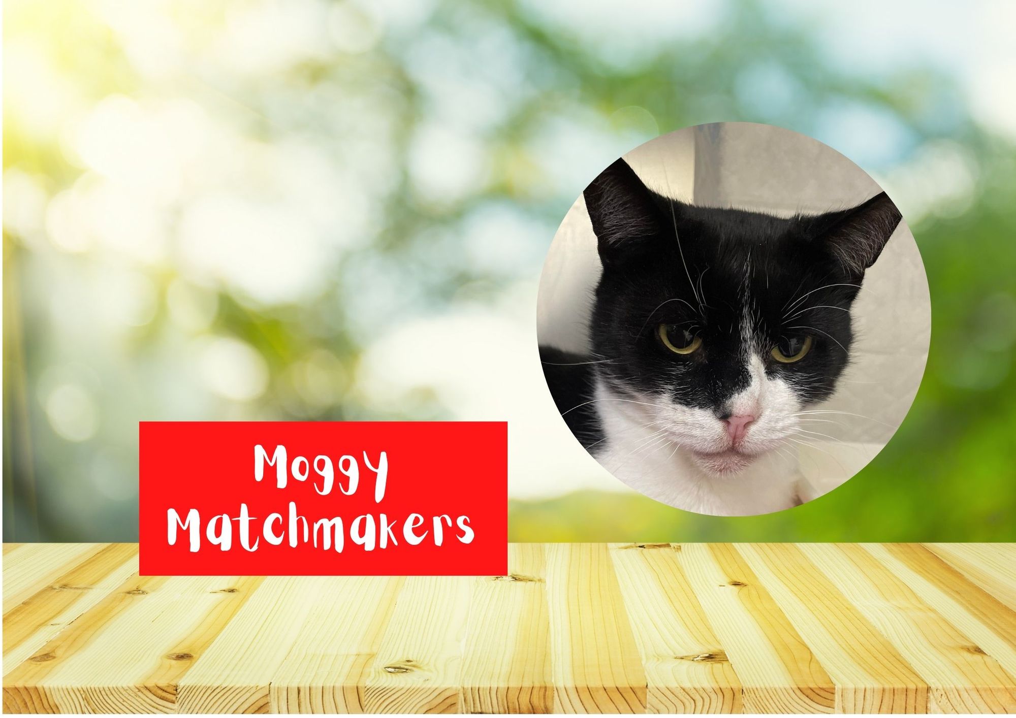 Moggy Matchmakers: Do you have the right home for Tinkerbell?