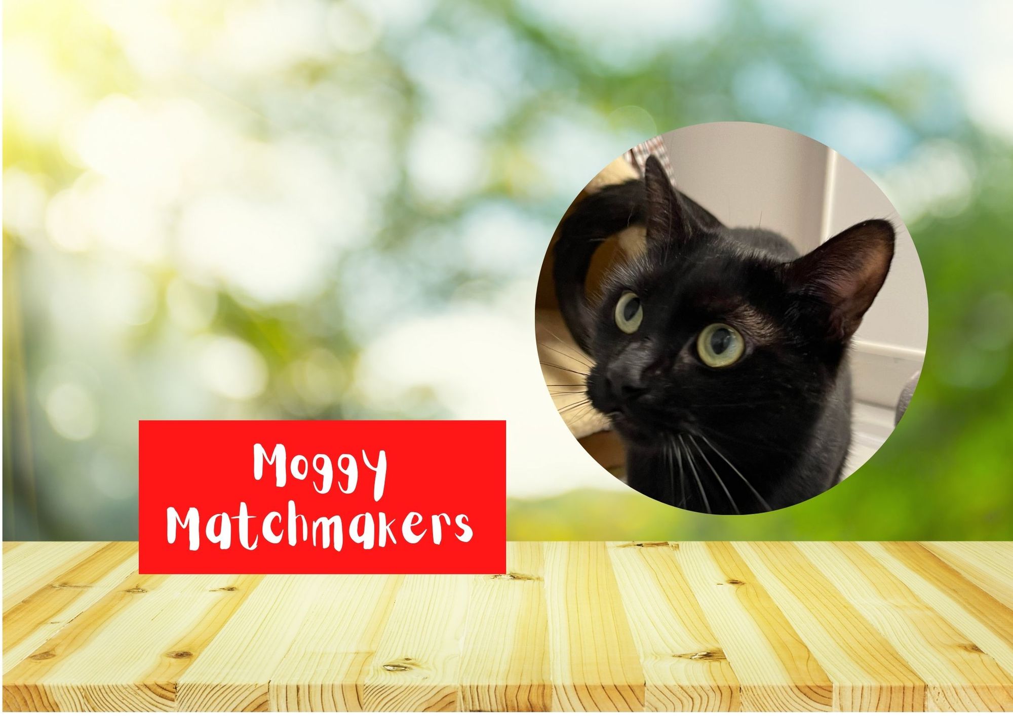 Moggy Matchmakers: Do you have the right home for Dotty?