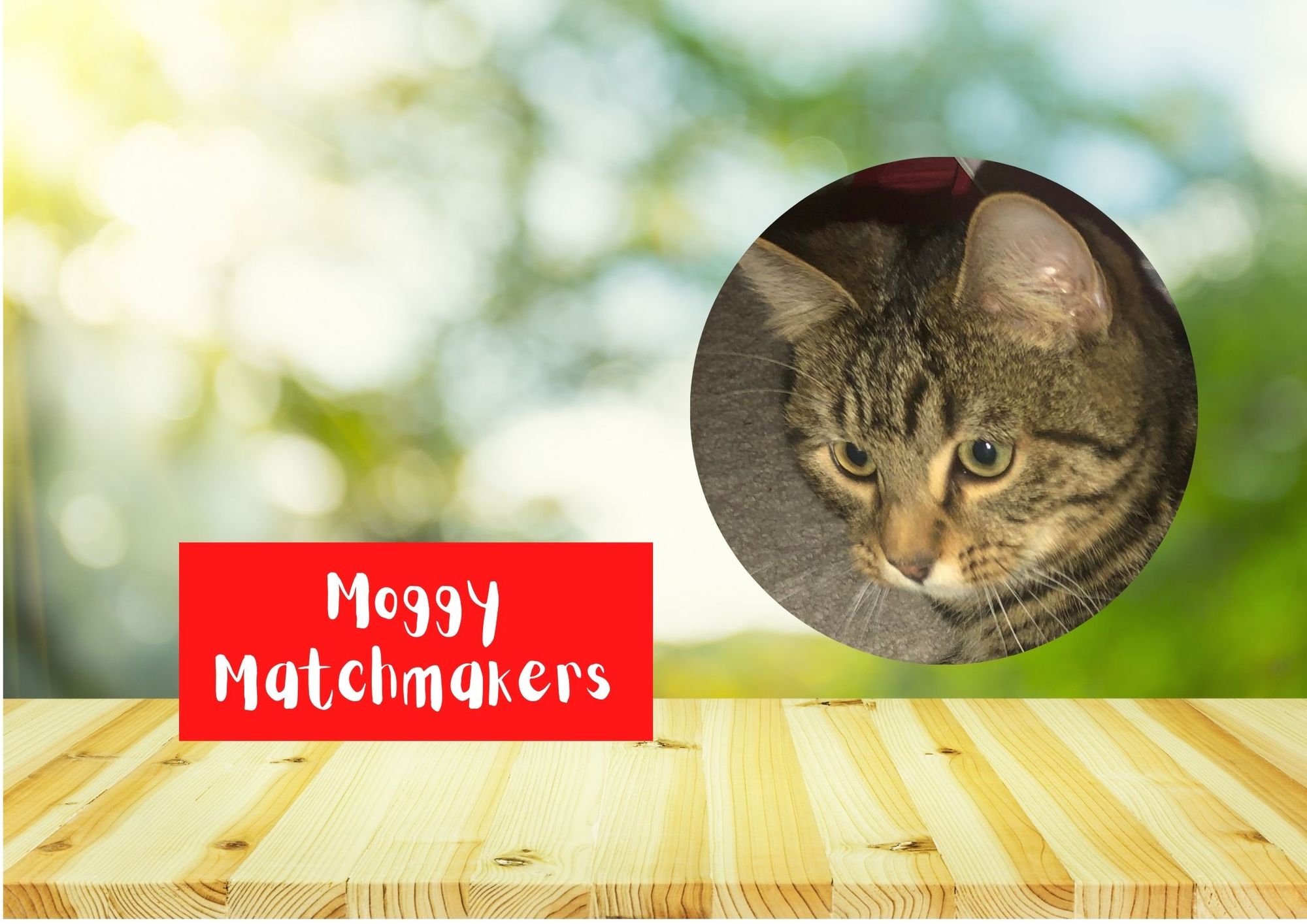 Moggy Matchmakers: Do you have the right home for Leo?