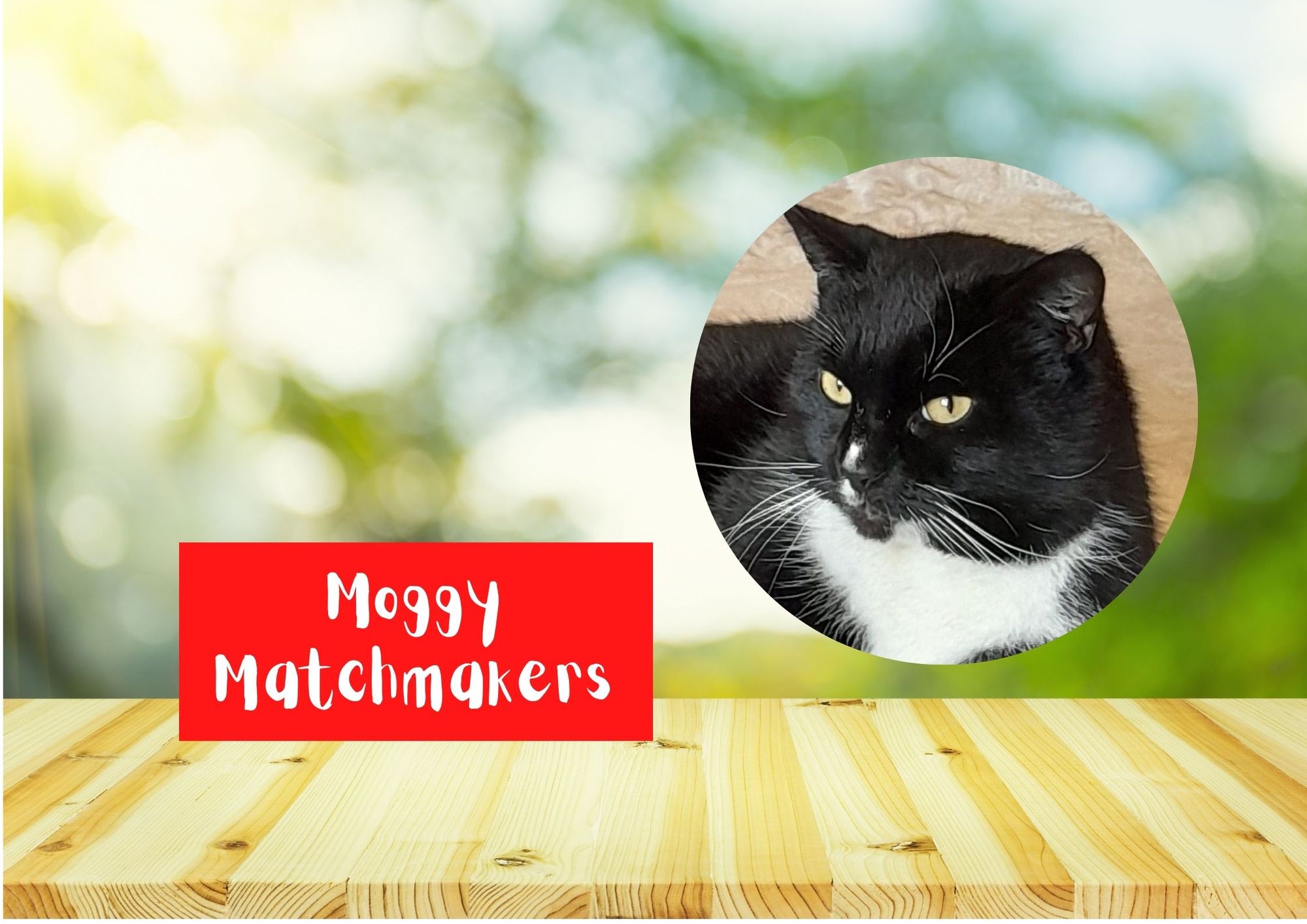 Moggy Matchmakers: Do you have the right home for Al?
