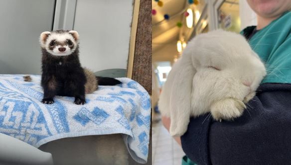 Meet ‘Furry Friends’ at RSPCA Halifax animal centre open day this May bank holiday