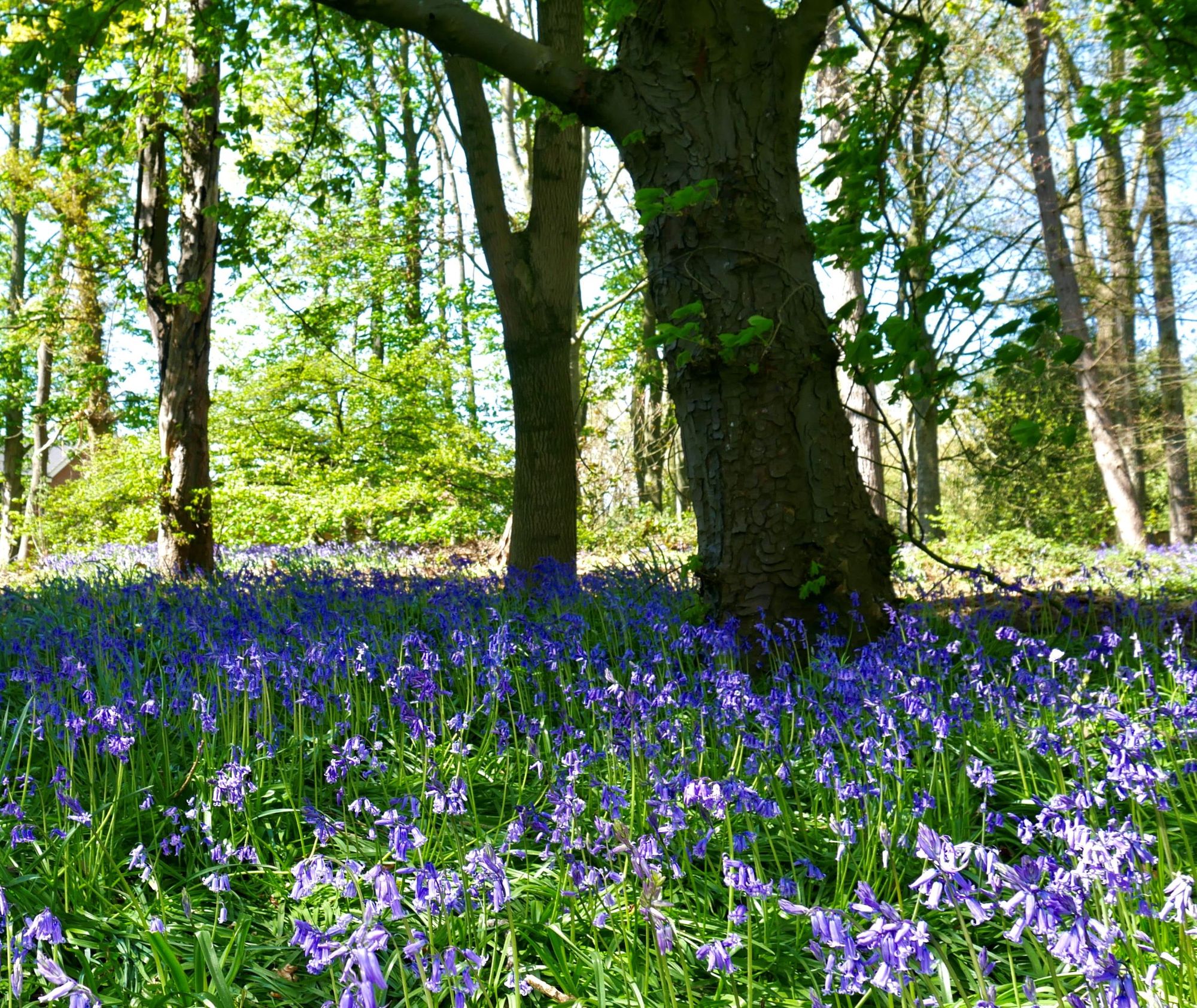Leicestershire wood restored to former glory
