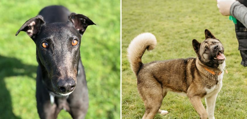 Wickersley animal rescue appeals as two dogs search for their 'forever homes'