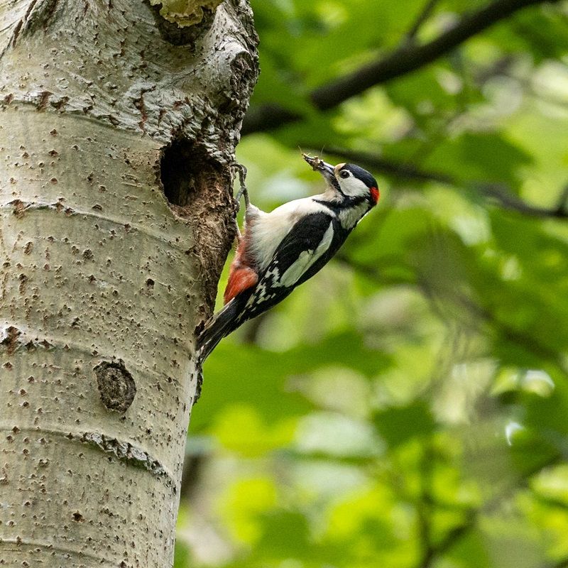 Scene By You Ormskirk - June 2: Pictures of West Lancashire captured by local photographers
