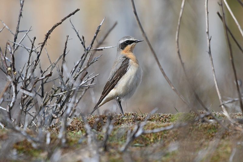 Scene By You Ormskirk - June 9: Pictures of West Lancashire captured by local photographers