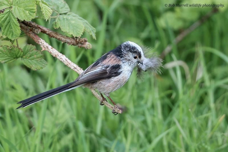 Scene By You Ormskirk - May 19: Pictures of West Lancashire captured by local photographers