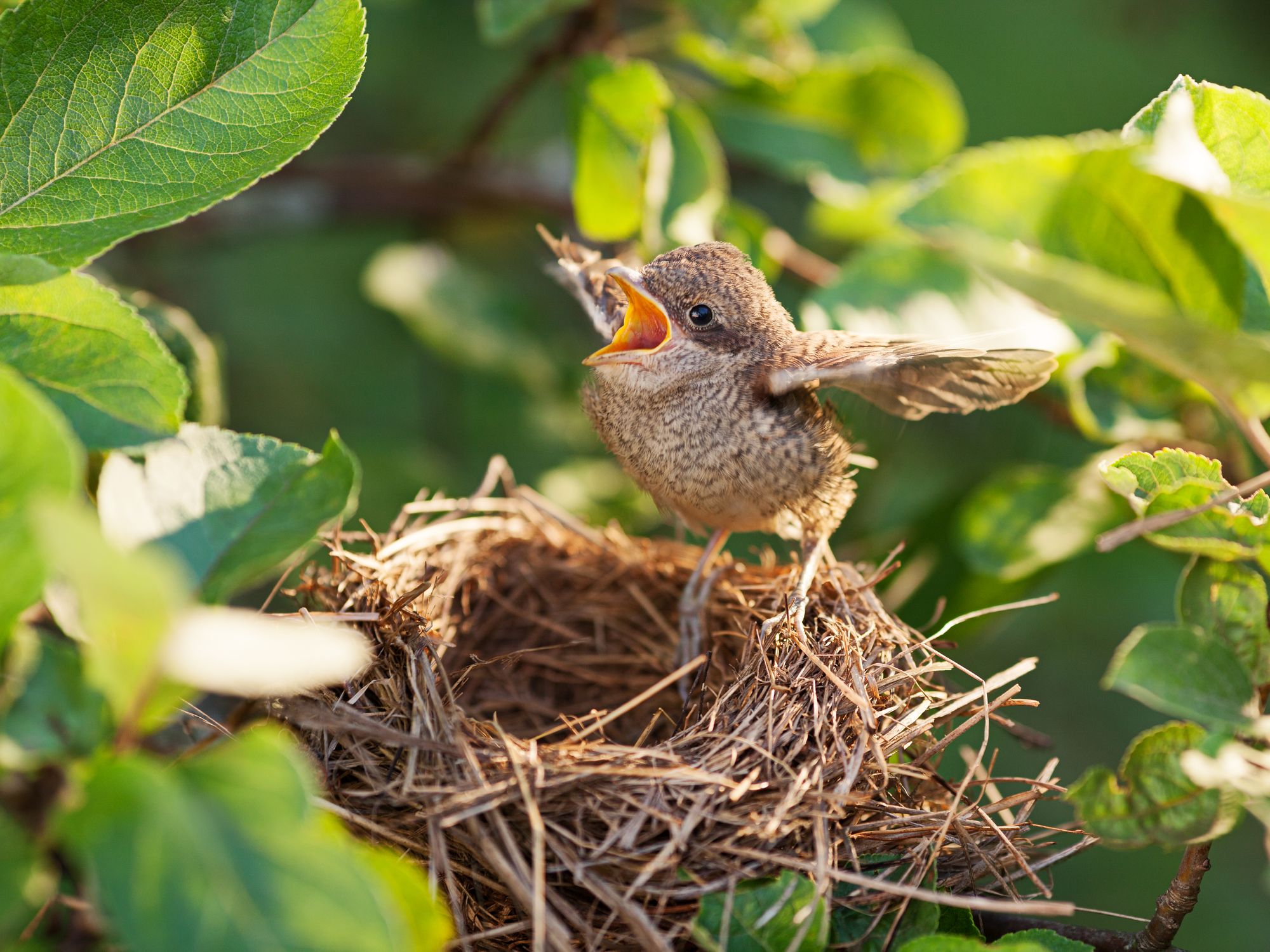 Bird lovers can get RSPCA advice about fledglings outside the nest online